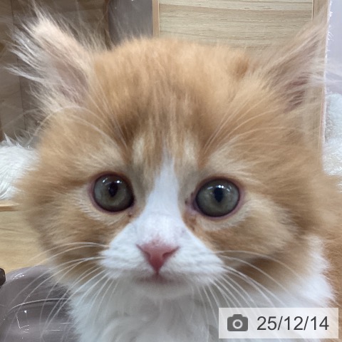 宮城県のマンチカン (ペットプラス 仙台上杉店/2025年10月2日生まれ/女の子/レッドタビーホワイト)の子猫の3枚目の画像