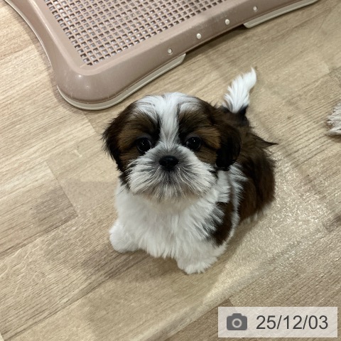 シー・ズーの写真