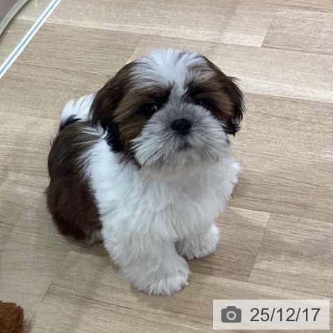 シー・ズーの写真