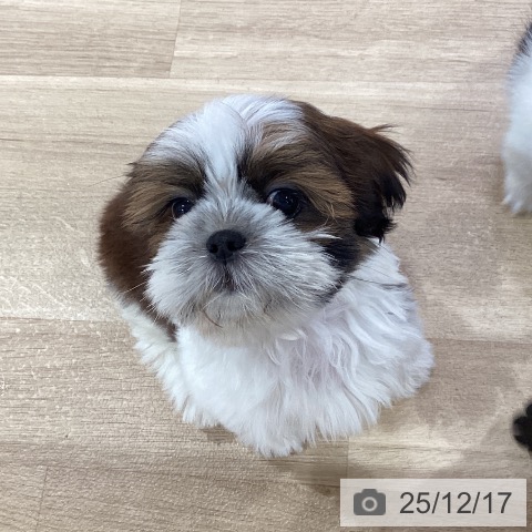 シー・ズーの写真