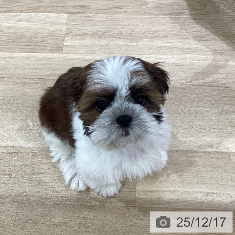 シー・ズーの写真