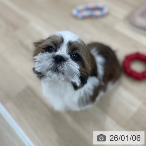 シー・ズーの写真