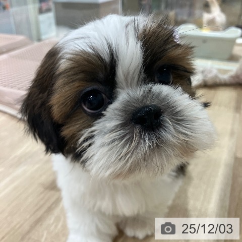 シー・ズーの写真