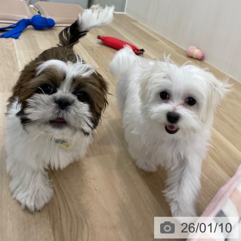 シー・ズーの写真