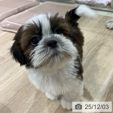 シー・ズーの写真