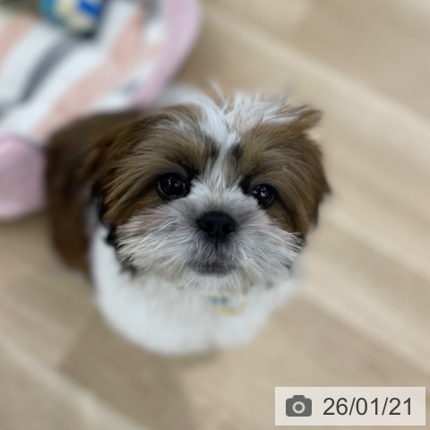 神奈川県のシーズー (ペットプラス 相模原並木店/2025年10月2日生まれ/男の子/ゴールドホワイト)の子犬の4枚目の画像