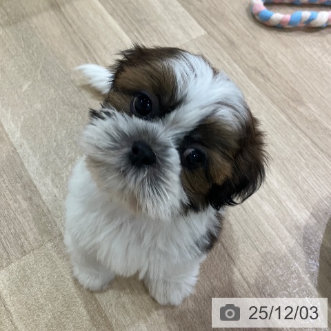 シー・ズーの写真