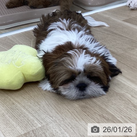 神奈川県のシーズー (ペットプラス 相模原並木店/2025年10月2日生まれ/男の子/ゴールドホワイト)の子犬の3枚目の画像