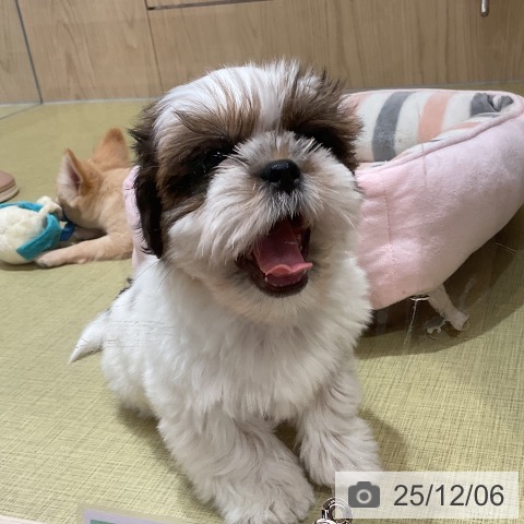 福島県のシーズー (ペットプラス イオンタウン郡山店/2025年10月2日生まれ/男の子/ゴールドホワイト)の子犬の4枚目の画像