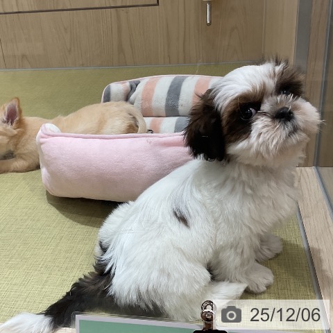 福島県のシーズー (ペットプラス イオンタウン郡山店/2025年10月2日生まれ/男の子/ゴールドホワイト)の子犬の3枚目の画像