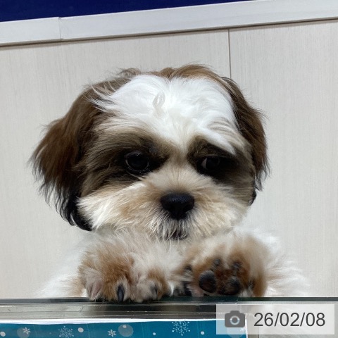 千葉県のシーズー (ペットプラス 柏店/2025年10月2日生まれ/男の子/ゴールドホワイト)の子犬の3枚目の画像