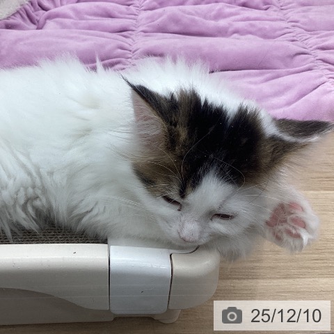 岩手県のサイベリアン (ペットプラス 盛岡南店/2025年10月2日生まれ/男の子/ブラウンタビーホワイトバン)の子猫の4枚目の画像