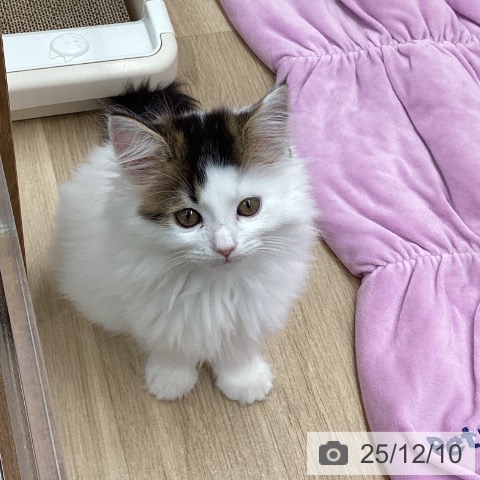 岩手県のサイベリアン (ペットプラス 盛岡南店/2025年10月2日生まれ/男の子/ブラウンタビーホワイトバン)の子猫の3枚目の画像