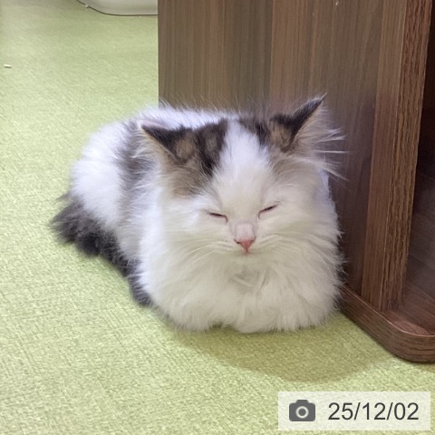 サイベリアンの写真