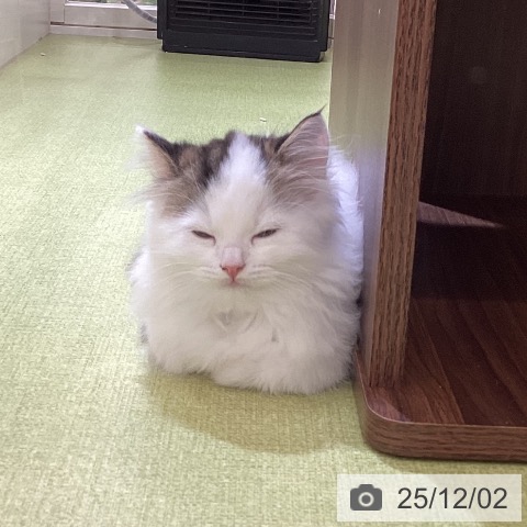 サイベリアンの写真