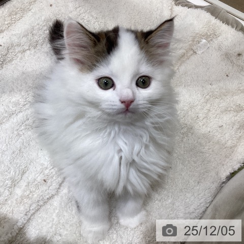 埼玉県のサイベリアン (ペットプラス 羽生店/2025年10月2日生まれ/男の子/ブラウンタビーホワイト)の子猫の4枚目の画像