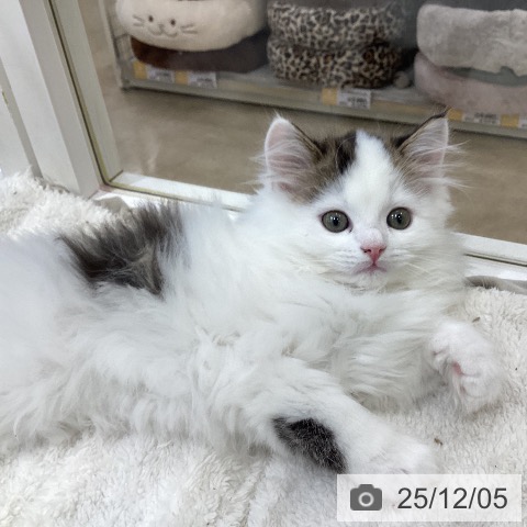 埼玉県のサイベリアン (ペットプラス 羽生店/2025年10月2日生まれ/男の子/ブラウンタビーホワイト)の子猫の3枚目の画像