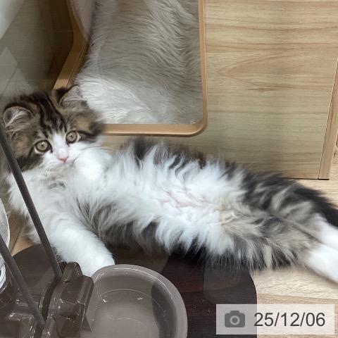 宮城県のサイベリアン (ペットプラス 仙台上杉店/2025年10月2日生まれ/男の子/ブラウンタビーホワイト)の子猫の4枚目の画像