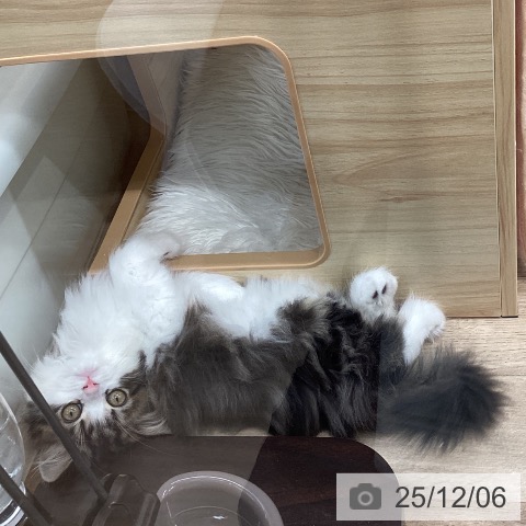 宮城県のサイベリアン (ペットプラス 仙台上杉店/2025年10月2日生まれ/男の子/ブラウンタビーホワイト)の子猫の4枚目の画像