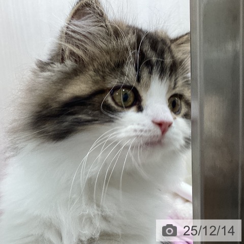 宮城県のサイベリアン (ペットプラス 仙台上杉店/2025年10月2日生まれ/男の子/ブラウンタビーホワイト)の子猫の3枚目の画像