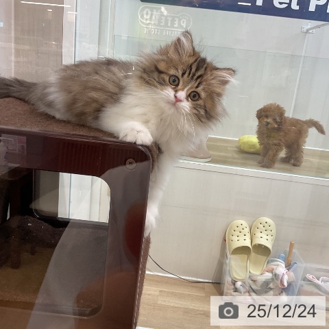 埼玉県のサイベリアン (ペットプラス ららぽーと新三郷店/2025年10月2日生まれ/女の子/ブラウンタビーホワイト)の子猫の4枚目の画像