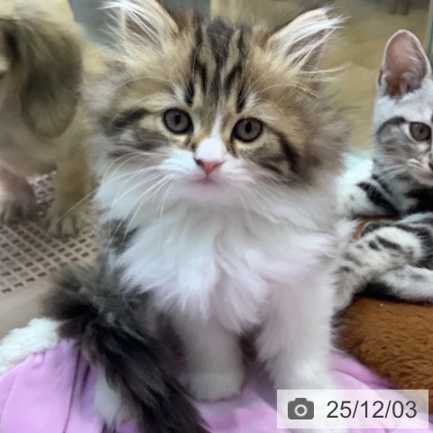 埼玉県のサイベリアン (ペットプラス ららぽーと新三郷店/2025年10月2日生まれ/女の子/ブラウンタビーホワイト)の子猫の3枚目の画像