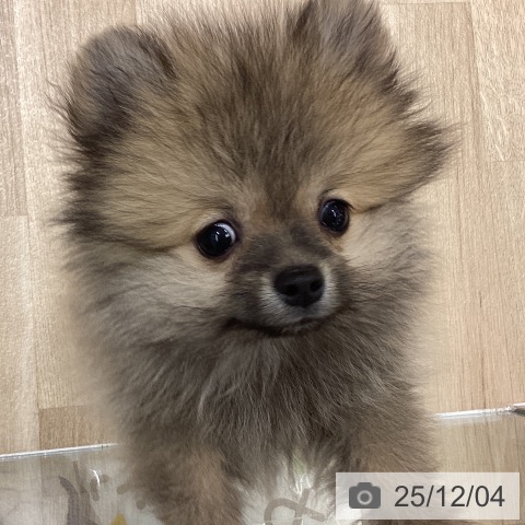 東京都のポメラニアン (ペットプラス MARK IS 葛飾かなまち店/2025年9月30日生まれ/男の子/オレンジセーブル)の子犬の4枚目の画像