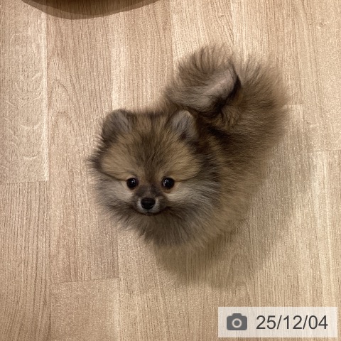 東京都のポメラニアン (ペットプラス MARK IS 葛飾かなまち店/2025年9月30日生まれ/男の子/オレンジセーブル)の子犬の3枚目の画像