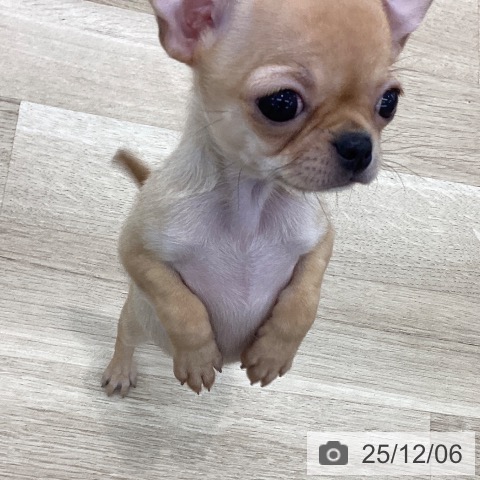 山梨県のチワワ(ロング) (ペットプラス 甲府国母店/2025年10月1日生まれ/女の子/レッド)の子犬の4枚目の画像