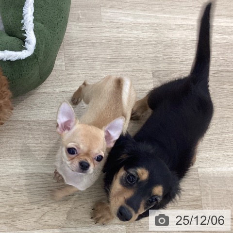 山梨県のチワワ(ロング) (ペットプラス 甲府国母店/2025年10月1日生まれ/女の子/レッド)の子犬の3枚目の画像