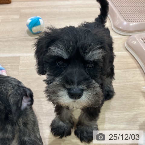 ミニチュア・シュナウザーの写真