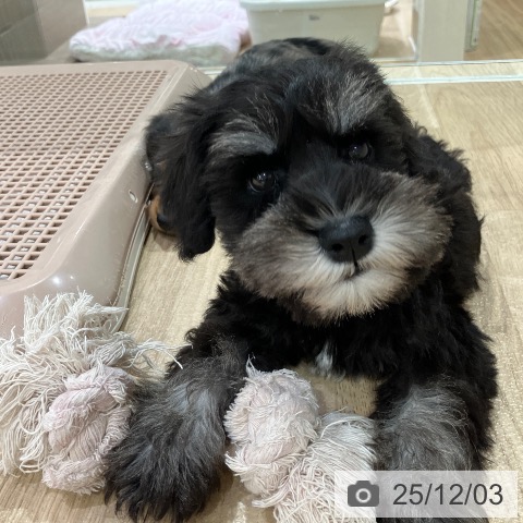 ミニチュア・シュナウザーの写真