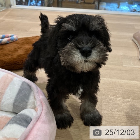 ミニチュア・シュナウザーの写真