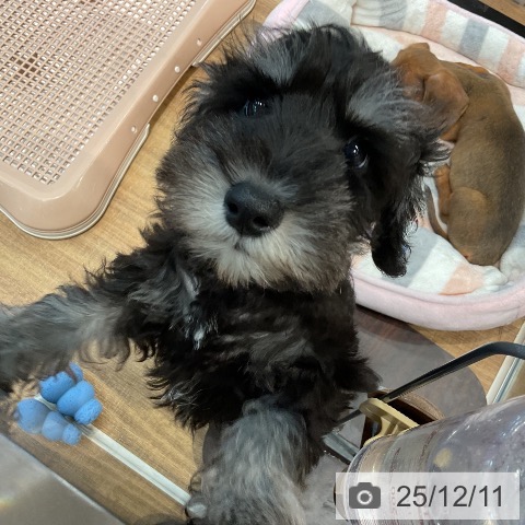 ミニチュア・シュナウザーの写真