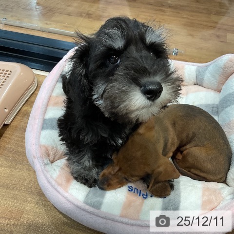 ミニチュア・シュナウザーの写真