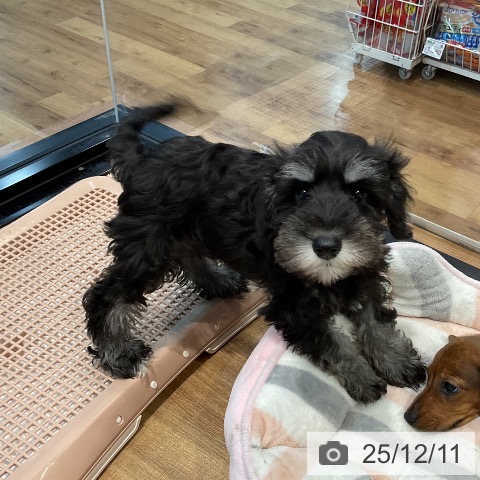 ミニチュア・シュナウザーの写真