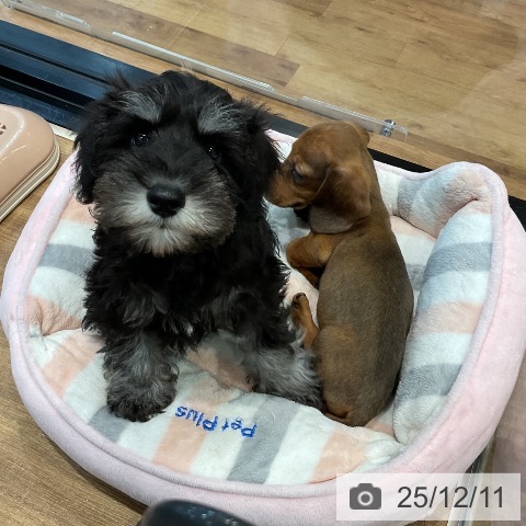 ミニチュア・シュナウザーの写真