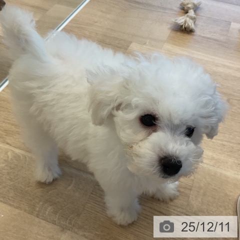 神奈川県のビションフリーゼ (ペットプラス テラスモール湘南店/2025年9月25日生まれ/男の子/ホワイト)の子犬の4枚目の画像