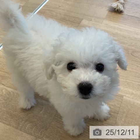 神奈川県のビションフリーゼ (ペットプラス テラスモール湘南店/2025年9月25日生まれ/男の子/ホワイト)の子犬の3枚目の画像