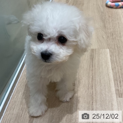 ビション・フリーゼの写真