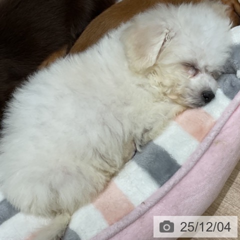 埼玉県のビションフリーゼ (ペットプラス ららぽーと富士見店/2025年9月25日生まれ/男の子/ホワイト)の子犬の3枚目の画像