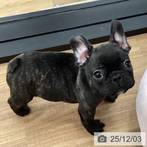 茨城県のフレンチブルドッグ (ペッツワン つくば店/2025年9月28日生まれ/男の子/ブリンドル)の子犬の4枚目の画像