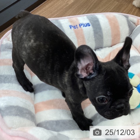 茨城県のフレンチブルドッグ (ペッツワン つくば店/2025年9月28日生まれ/男の子/ブリンドル)の子犬の3枚目の画像