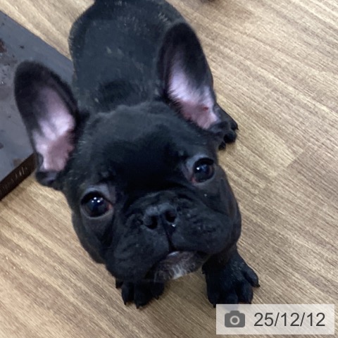 茨城県のフレンチブルドッグ (ペッツワン つくば店/2025年9月28日生まれ/男の子/ブリンドル)の子犬の3枚目の画像