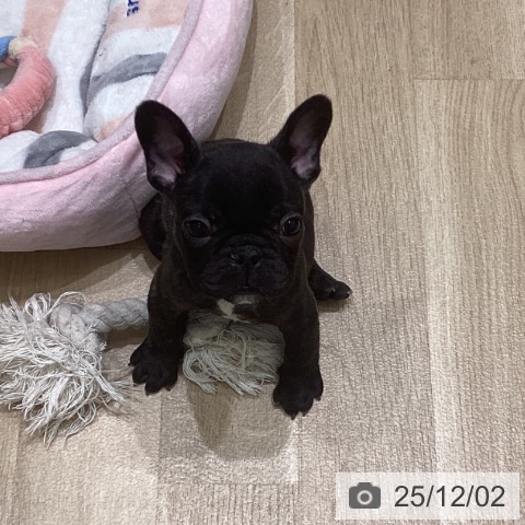 フレンチ・ブルドッグの写真