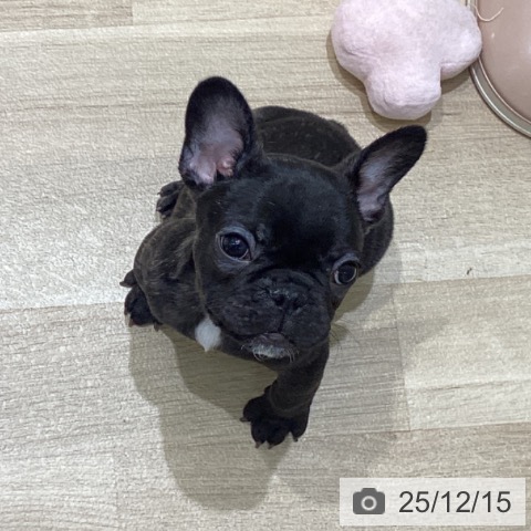 岩手県のフレンチブルドッグ (ペットプラス 盛岡南店/2025年9月28日生まれ/男の子/ブリンドル)の子犬の3枚目の画像