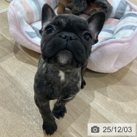 神奈川県のフレンチブルドッグ (ペットプラス ゆめが丘ソラトス店/2025年9月28日生まれ/女の子/ブリンドル)の子犬の4枚目の画像