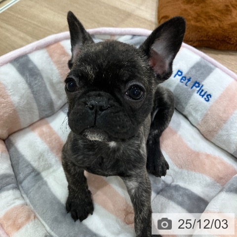 神奈川県のフレンチブルドッグ (ペットプラス ゆめが丘ソラトス店/2025年9月28日生まれ/女の子/ブリンドル)の子犬の3枚目の画像