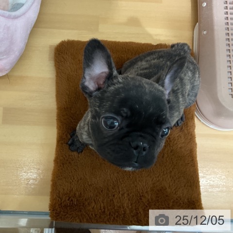 千葉県のフレンチブルドッグ (ペットプラス 八千代緑が丘店/2025年9月28日生まれ/女の子/ブリンドル)の子犬の4枚目の画像