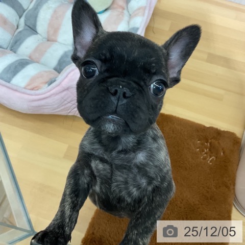 千葉県のフレンチブルドッグ (ペットプラス 八千代緑が丘店/2025年9月28日生まれ/女の子/ブリンドル)の子犬の3枚目の画像